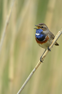 BUITEN BEELD Foto: 350097