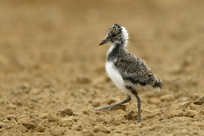 BUITEN BEELD Foto: 350098