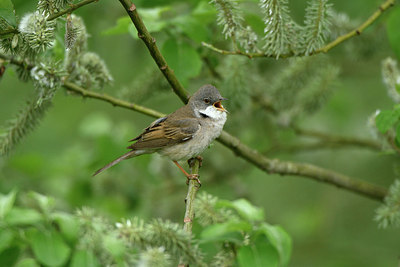 BUITEN BEELD Foto: 350100