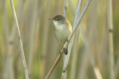 BUITEN BEELD Foto: 350101