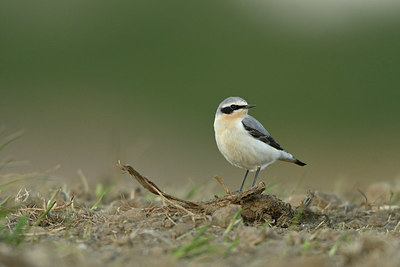 BUITEN BEELD Foto: 350103