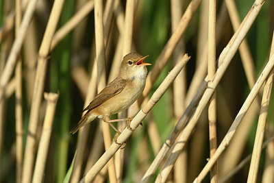 BUITEN BEELD Foto: 350109
