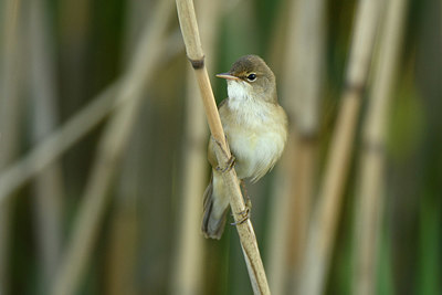 BUITEN BEELD Foto: 350111