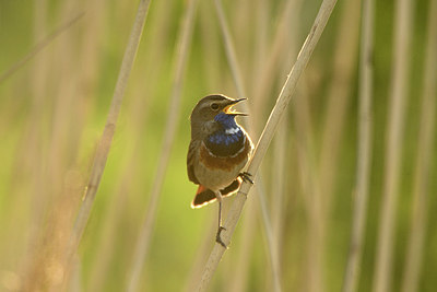 BUITEN BEELD Foto: 350112