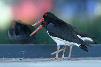 BUITEN BEELD Foto: 350122
