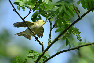 BUITEN BEELD Foto: 350147