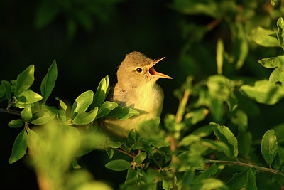 BUITEN BEELD Foto: 350149