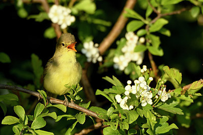 BUITEN BEELD Foto: 350150
