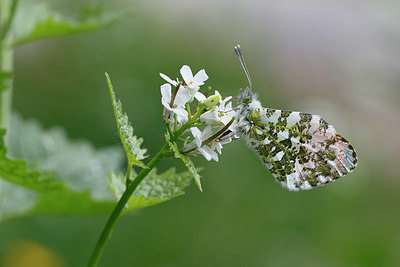 BUITEN BEELD Foto: 350153