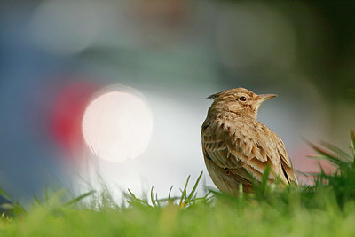 BUITEN BEELD Foto: 350186