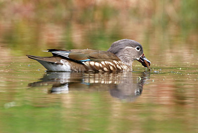 BUITEN BEELD Foto: 350192