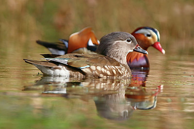 BUITEN BEELD Foto: 350202