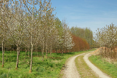 BUITEN BEELD Foto: 350219