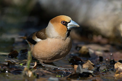 BUITEN BEELD Foto: 350286