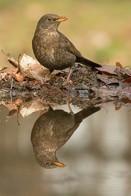 BUITEN BEELD Foto: 350325