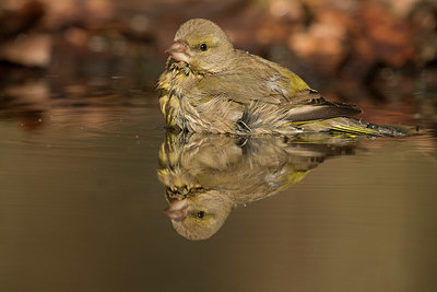 BUITEN BEELD Foto: 350328