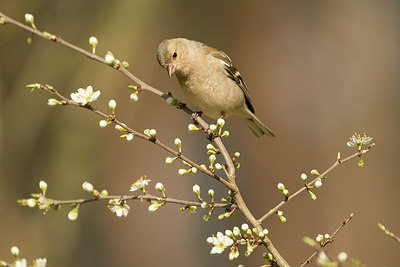 BUITEN BEELD Foto: 350329