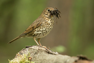 BUITEN BEELD Foto: 350338