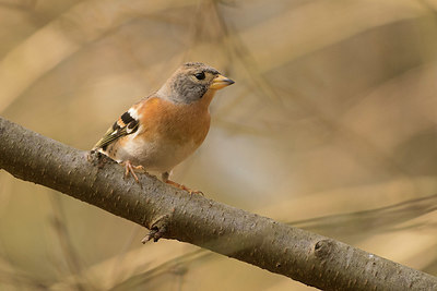 BUITEN BEELD Foto: 350342