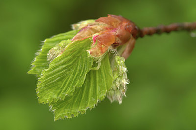 BUITEN BEELD Foto: 350374