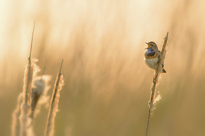 BUITEN BEELD Foto: 350452