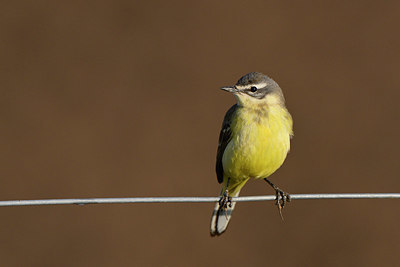BUITEN BEELD Foto: 350455