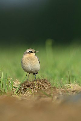 BUITEN BEELD Foto: 350464