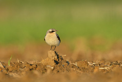 BUITEN BEELD Foto: 350474