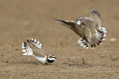 BUITEN BEELD Foto: 350500