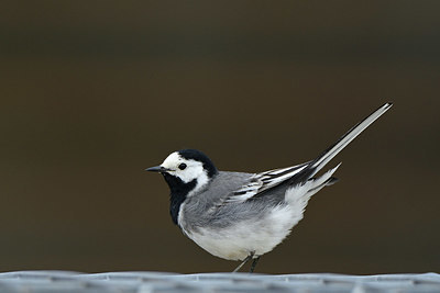 BUITEN BEELD Foto: 350502
