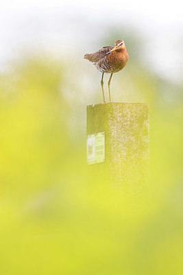 BUITEN BEELD Foto: 350540