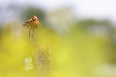 BUITEN BEELD Foto: 350541