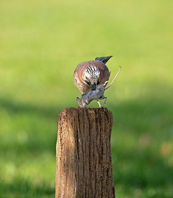 BUITEN BEELD Foto: 350605