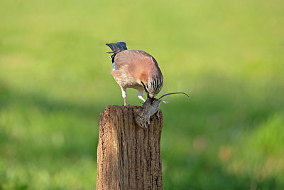 BUITEN BEELD Foto: 350606