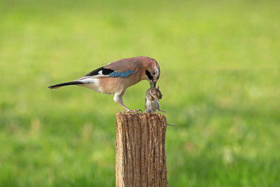 BUITEN BEELD Foto: 350608
