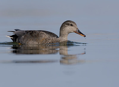 BUITEN BEELD Foto: 350620