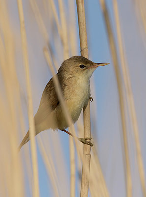 BUITEN BEELD Foto: 350624