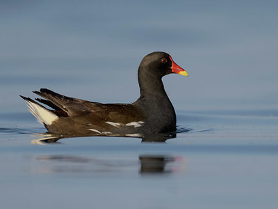 BUITEN BEELD Foto: 350632