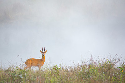 BUITEN BEELD Foto: 350653