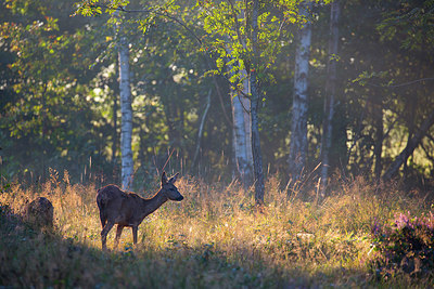 BUITEN BEELD Foto: 350655