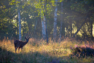 BUITEN BEELD Foto: 350656
