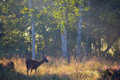 BUITEN BEELD Foto: 350657