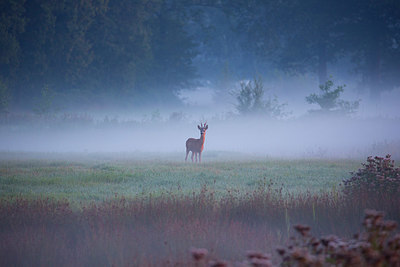BUITEN BEELD Foto: 350658