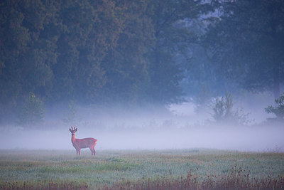 BUITEN BEELD Foto: 350659