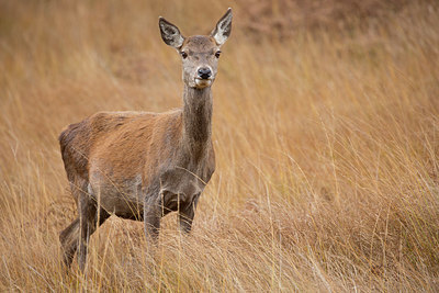 BUITEN BEELD Foto: 350666