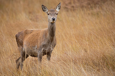 BUITEN BEELD Foto: 350666