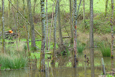 BUITEN BEELD Foto: 350676