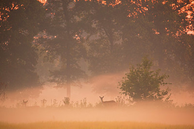 BUITEN BEELD Foto: 350680