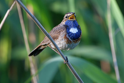 BUITEN BEELD Foto: 350741