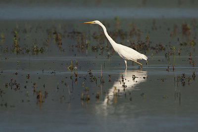 BUITEN BEELD Foto: 350753